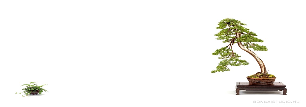 bonsai and suiseki mustra, bonsai exhibition, suiseki exhibition, mustra, marczika, bonsai studio, bonsai demo, bonsai workshop, erd, hungary, pinus bonsai, bonsai demo, workshop fenyo bonsai es suiseki mustra bonsai es suiseki kiallitas az erdi varosi galeriaban hungary marczika bonsai studio